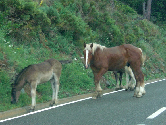 http://www.ctscomputing.com/sites/ctscomputing.com/files/horses%20on%20road.jpg