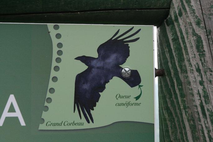 grand corbeau